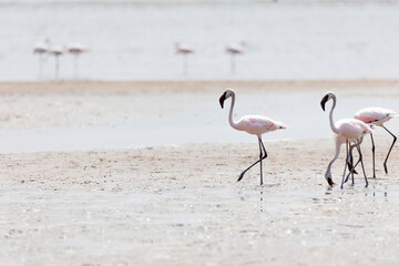 Namibia, Afrika Tierwelt