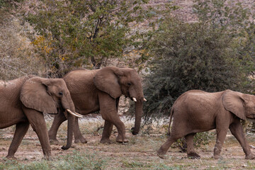 Namibia, Afrika Tierwelt