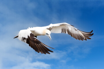 Close up of a Northern gannet in flight against blue sky