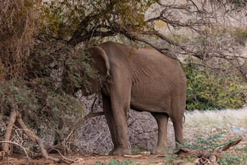 Namibia, Afrika Tierwelt
