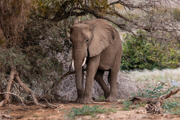 Namibia, Afrika Tierwelt