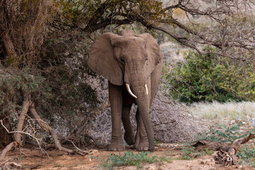 Namibia, Afrika Tierwelt