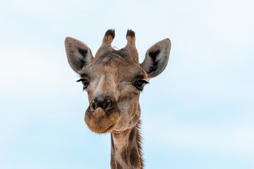 Namibia, Afrika Tierwelt