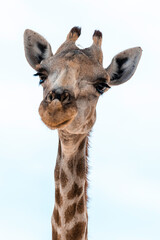 Namibia, Afrika Tierwelt