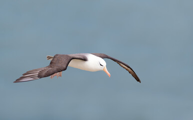 Black-browed Albatross in flight, Bempton cliffs, UK