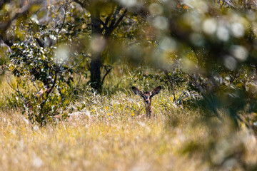 Namibia, Afrika Tierwelt