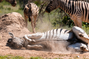 Zebra Family 12
