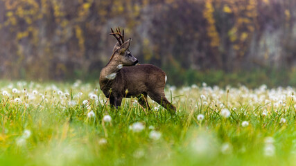 Roe deer on the edge of the forest in autumn.