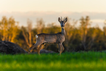 Roe deer on the edge of the forest in autumn.