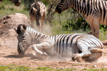 Zebra Family 11