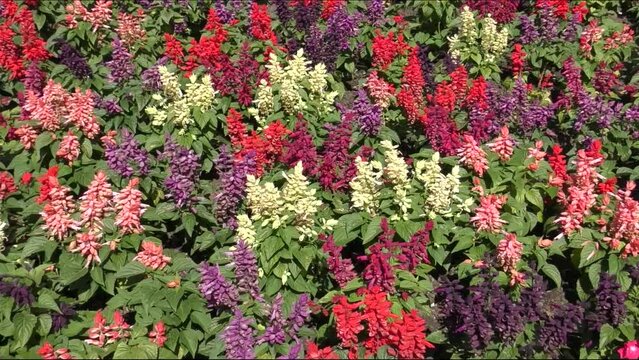 Sparkling sage flower or brilliant sage (Latin. Salvia splendens) in the summer garden