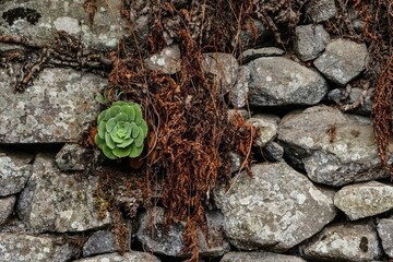 Large wall built of stones and a green enorium, a plant that grows among them