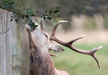 Close up of a red deer stag eating leaves