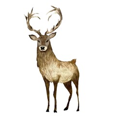 Deer brown horn elegance a watercolor illustration
