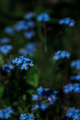 blue wildflowers