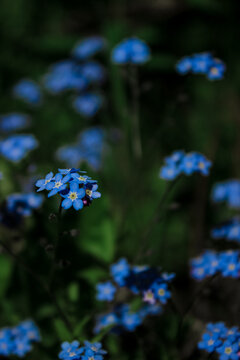 Blue Wildflowers