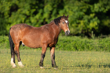 A horse standing on green grass in summer