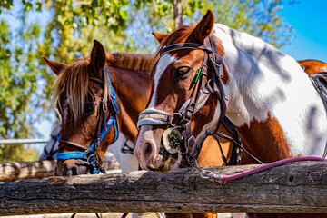 Chevaux de promenade en Charentes Maritimes.