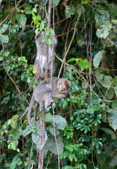 Long-tailed Macaque along Kinabatangan river, Sabah, Borneo, Malaysia