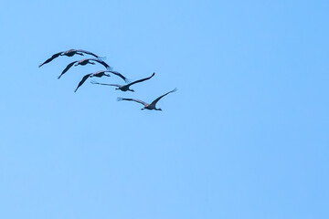 A Group of Common Cranes flying