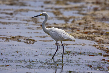 White heron in the wild, Africa.
