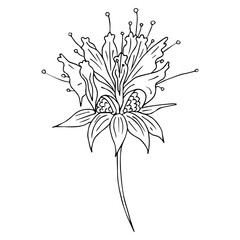 Monarda, Bee Balm. Detailed hand-drawn sketches, vector botanical illustration. For menu, label, packaging design. Illustration of a plant in a vector with flower for use in botany.