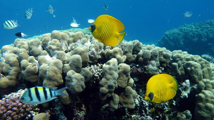 Colorful tropical fish on a coral reef, amazingly beautiful fairy world. In the coral gardens of...