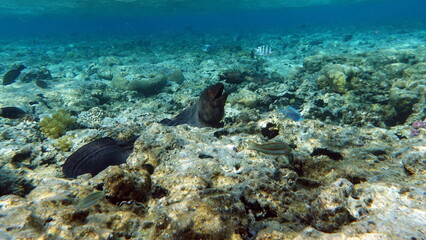 Giant moray eels.The Giant Moray Eel is the largest & most common of the Moray Eels in the Indo-Pacific region. at night.