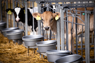 Young cows separated in the calf box at the farm. © littlewolf1989