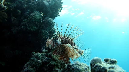 Papier Peint photo Lavable Turquoise Lion Fish in the Red Sea in clear blue water hunting for food .