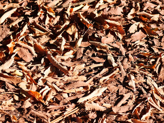 background of leaves