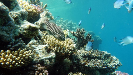 Colorful tropical fish on a coral reef, amazingly beautiful fairy world. In the coral gardens of the Red Sea.

