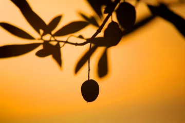 Papier Peint photo Lavable Olivier Libre silhouette d& 39 une branche d& 39 olivier au coucher du soleil