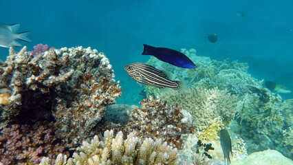 Colorful tropical fish on a coral reef, amazingly beautiful fairy world. In the coral gardens of the Red Sea.