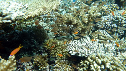 Colorful tropical fish on a coral reef, amazingly beautiful fairy world. In the coral gardens of the Red Sea.