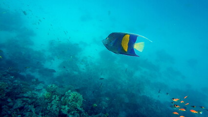 Colorful tropical fish on a coral reef, amazingly beautiful fairy world. In the coral gardens of the Red Sea.