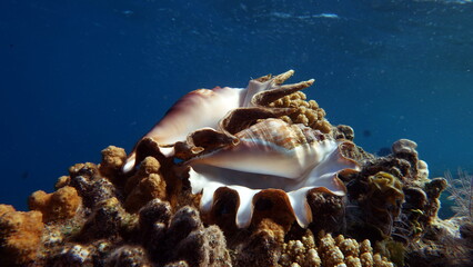 Beautiful coral reefs and Red Sea kpral gardens.