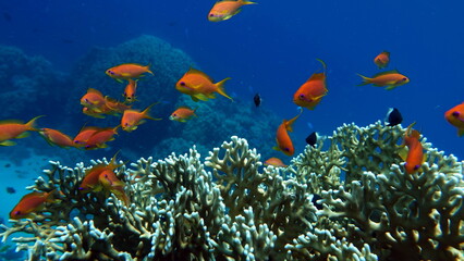 Fototapeta na wymiar Beautiful fish on the reefs of the Red Sea. Beautiful, diverse and interesting fish living on the gorgeous reefs of the Red Sea. 