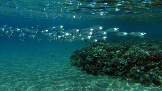 Indian Mackerel , Makrele wird bis zu 35 cm gro&szlig; und ern&auml;hrt sich von Plankton und Makrele (Scombridae). S&uuml;dasiatische Makrele - Indische Makrele - Rastrelliger Kanagurta. Diese Kaviar.
