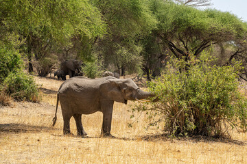 Fototapeta premium An Elephant in Tanzania