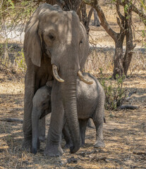 A Baby Elephant with its Mother