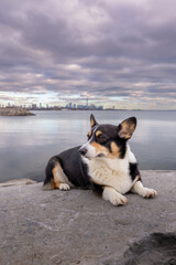 Tri colored Pembroke Welsh corgi sitting outside on a rock jetty with the Toronto skyline in the background