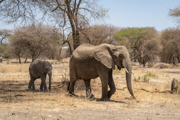 Obraz premium Elephants in Tanzania