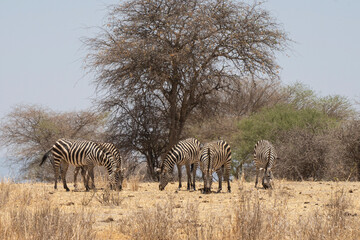 Obraz premium Zebras in Tanzania