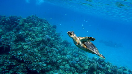 Hawksbill sea turtle (CR species) Hawksbill Turtle - Eretmochelys imbricata.