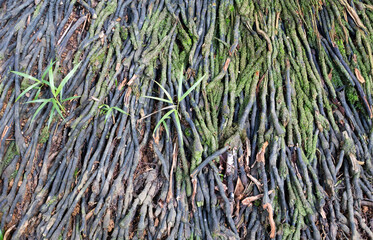 Close view of coconut roots