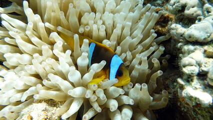 Naklejka na ściany i meble Clown fish amphiprion (Amphiprioninae). Red sea clown fish. 
