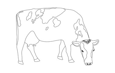 Grazing cow is a minimalist black linear sketch isolated on a white background. illustration A cash cow is grazing in a field, eating grass. Milkmaid in the meadow