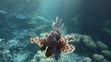 Lion Fish in the Red Sea in clear blue water hunting for food .
Lionfish. Fish - a type of bone fish Osteichthyes. Scorpaenidae. Lionfish warrior.
