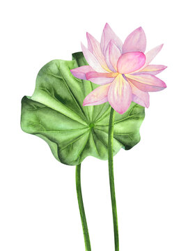 A composition with lotus flowers painted in watercolor, isolated on a white background.